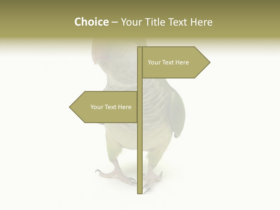 Animal Bird Green PowerPoint Template