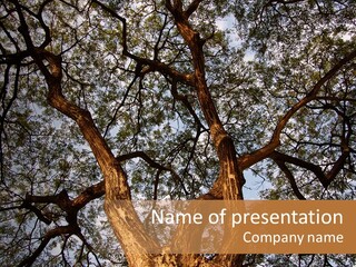 Towering Wood Limb PowerPoint Template