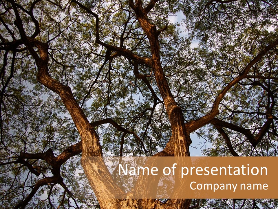 Towering Wood Limb PowerPoint Template