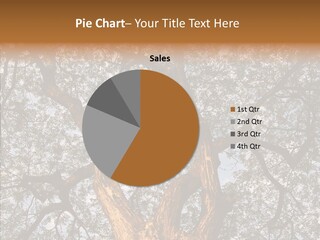 Towering Wood Limb PowerPoint Template