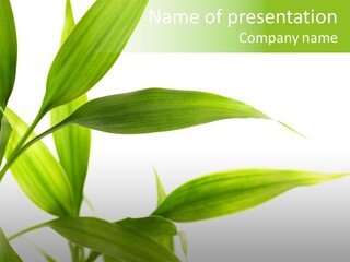 Peace Stalk Stem PowerPoint Template