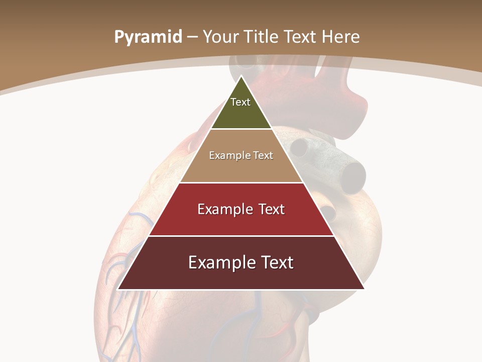 Health Care Real Cardiovascular PowerPoint Template