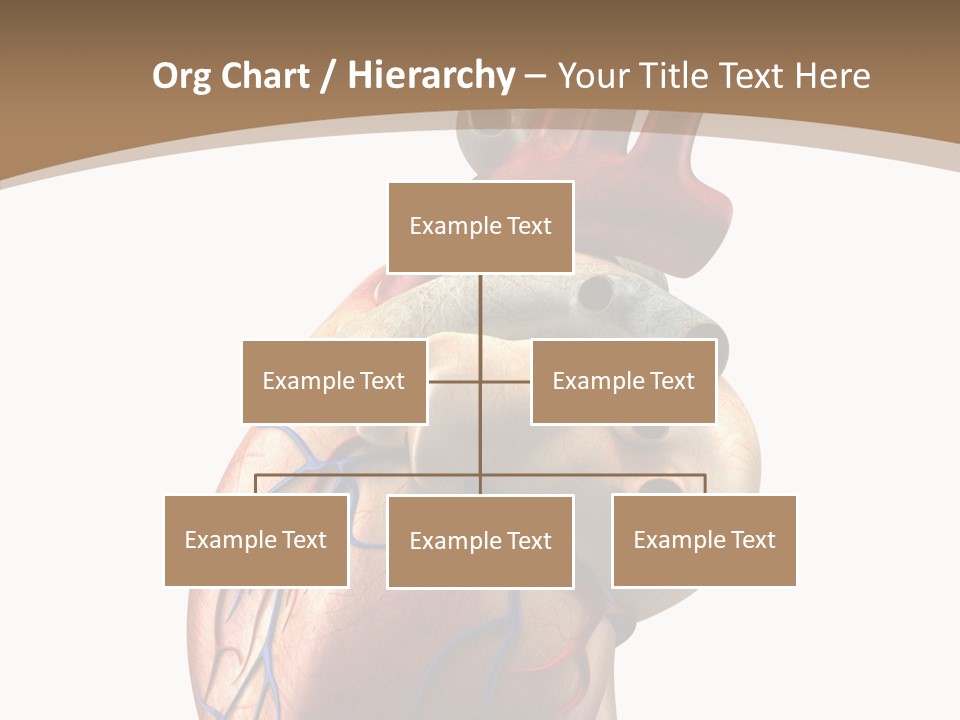 Health Care Real Cardiovascular PowerPoint Template