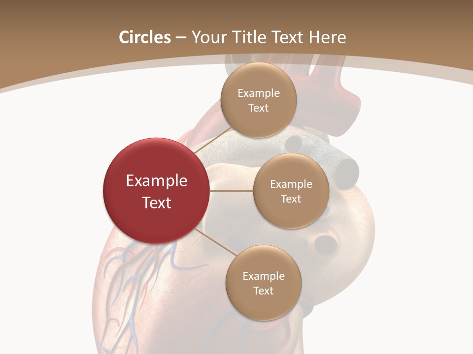 Health Care Real Cardiovascular PowerPoint Template