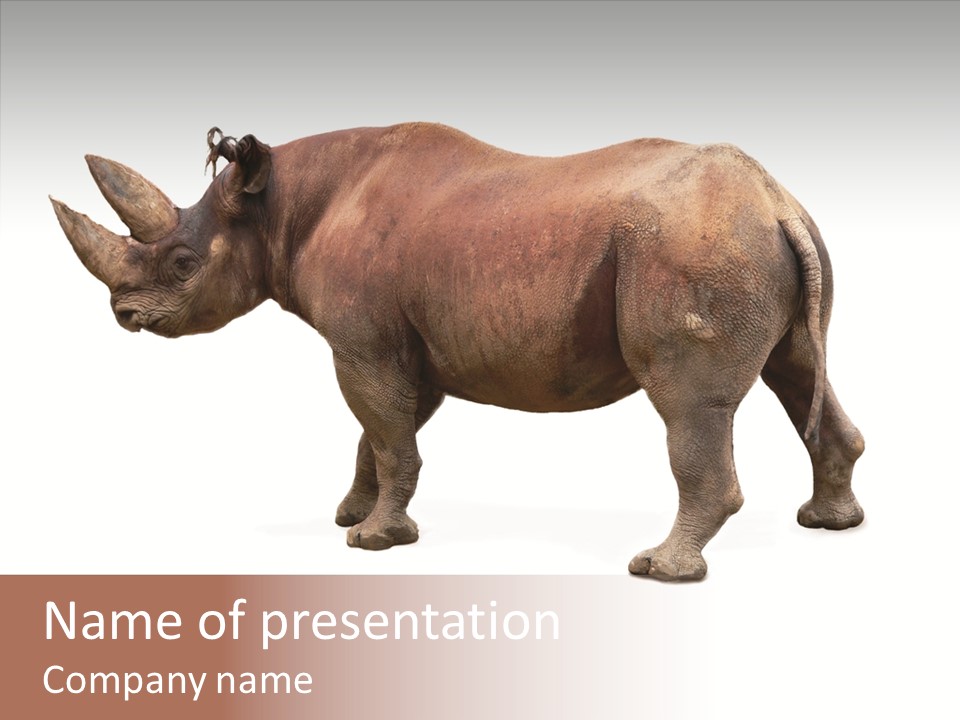 Wild Mammal Diceros PowerPoint Template