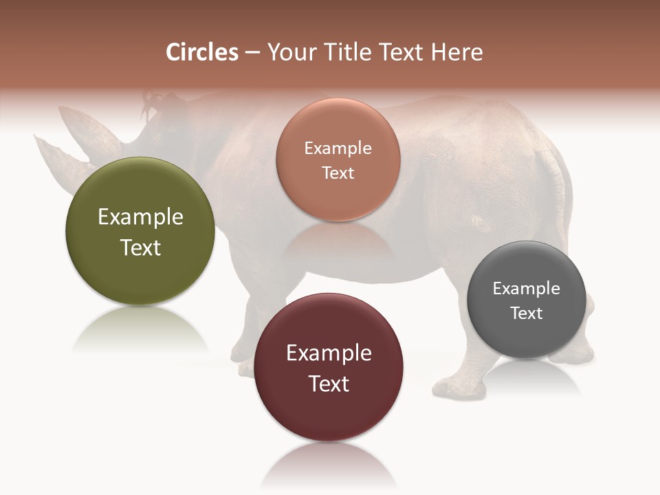 Wild Mammal Diceros PowerPoint Template