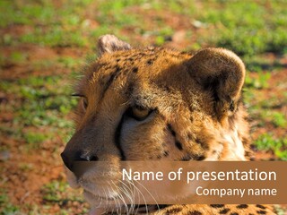 Awesome Endangered Park PowerPoint Template