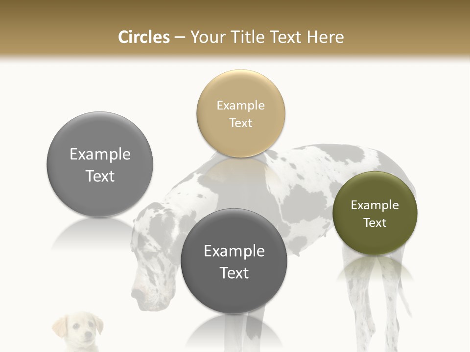 Large Domestic Mammal PowerPoint Template