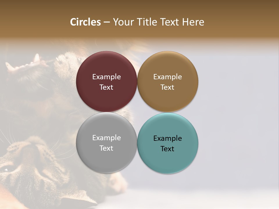 Face Young Pet PowerPoint Template