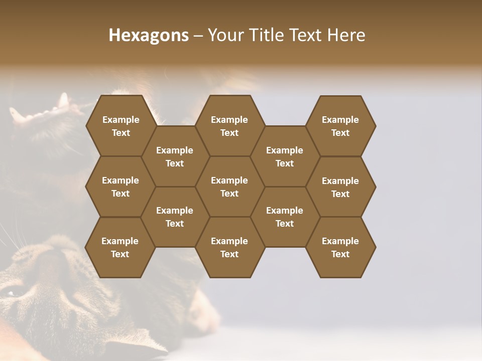 Face Young Pet PowerPoint Template