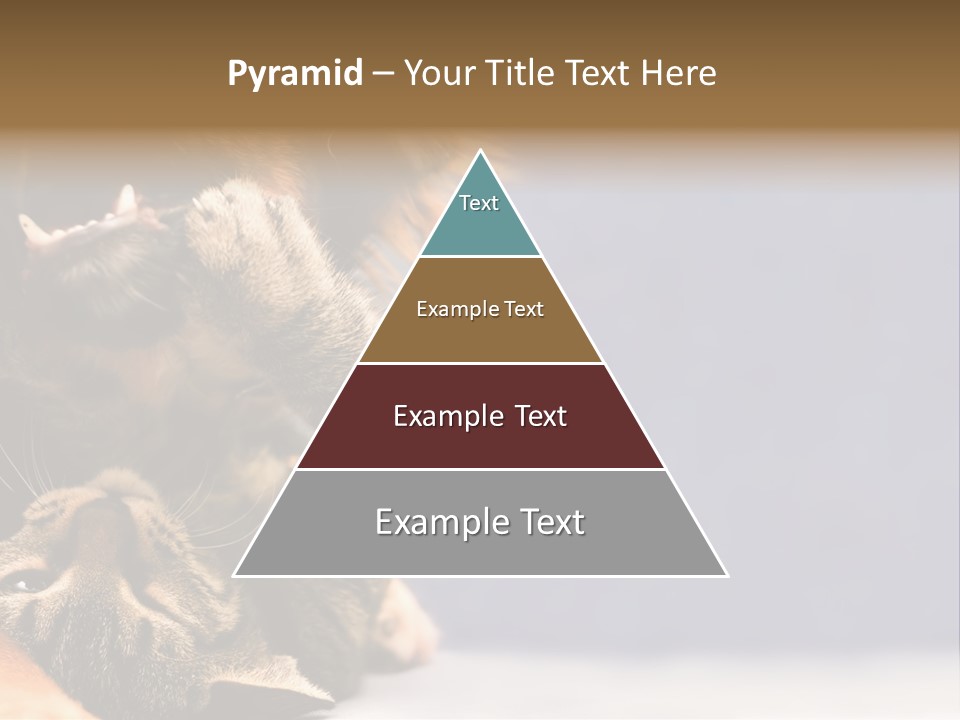 Face Young Pet PowerPoint Template