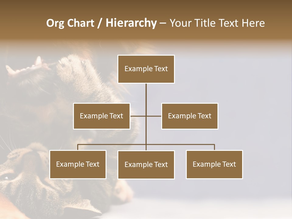 Face Young Pet PowerPoint Template