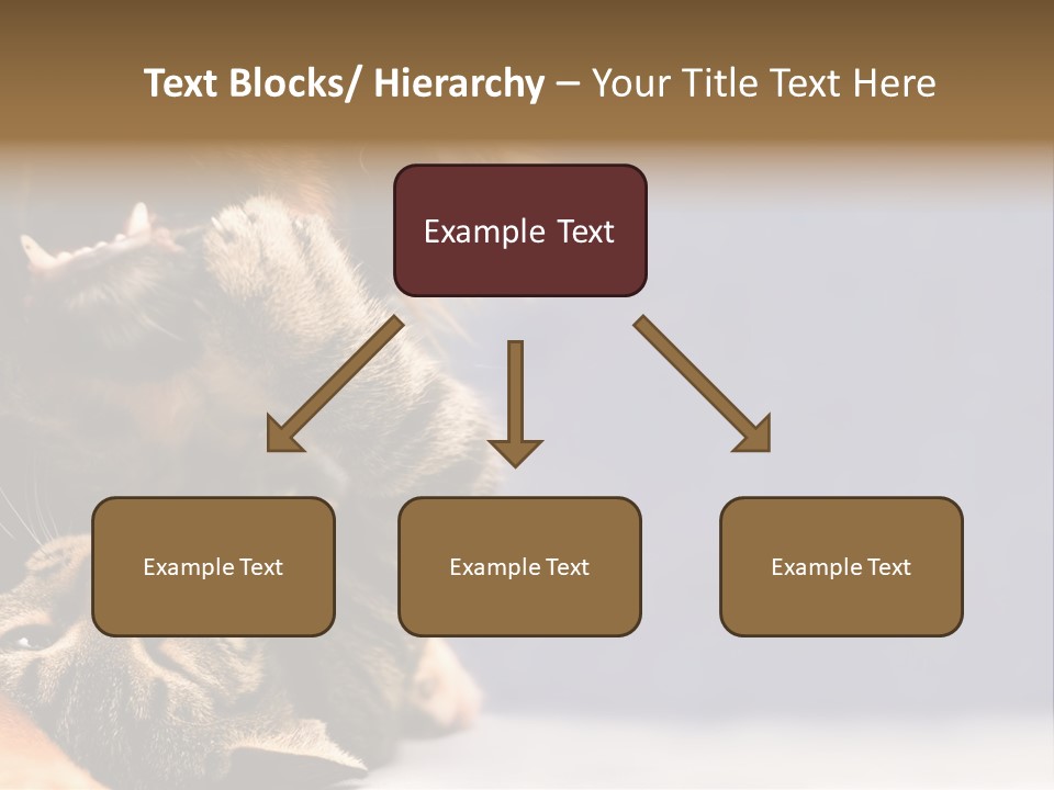 Face Young Pet PowerPoint Template