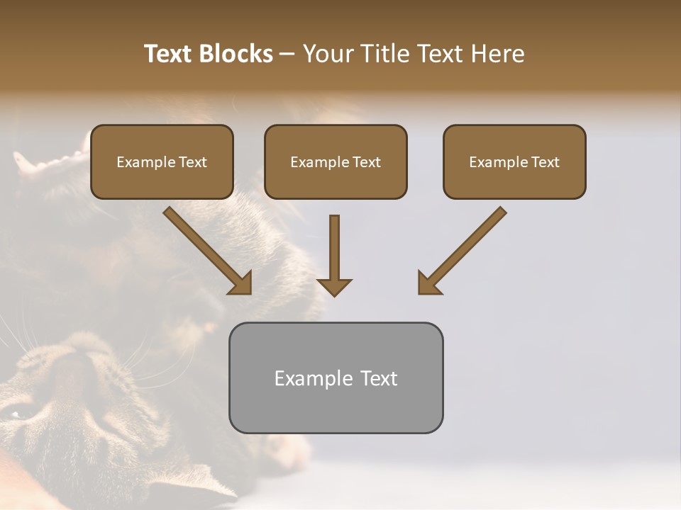 Face Young Pet PowerPoint Template