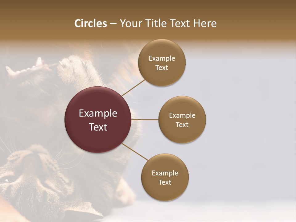 Face Young Pet PowerPoint Template