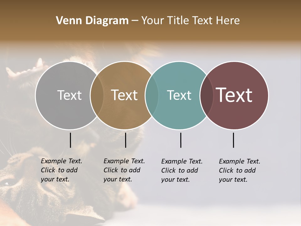 Face Young Pet PowerPoint Template