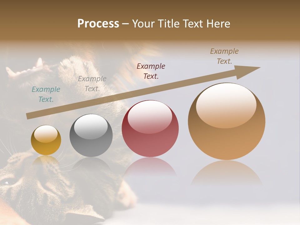 Face Young Pet PowerPoint Template