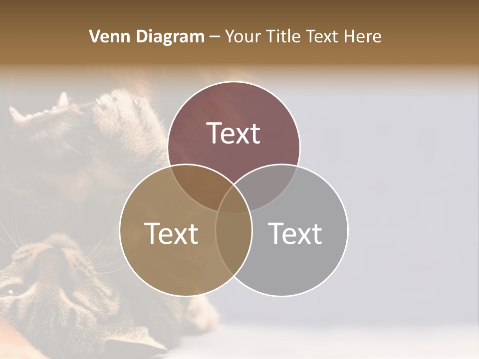 Face Young Pet PowerPoint Template