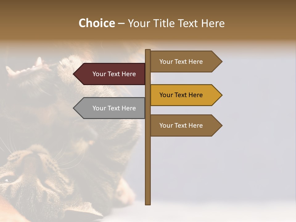 Face Young Pet PowerPoint Template