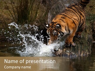 Tiger Wallpaper Hd PowerPoint Template