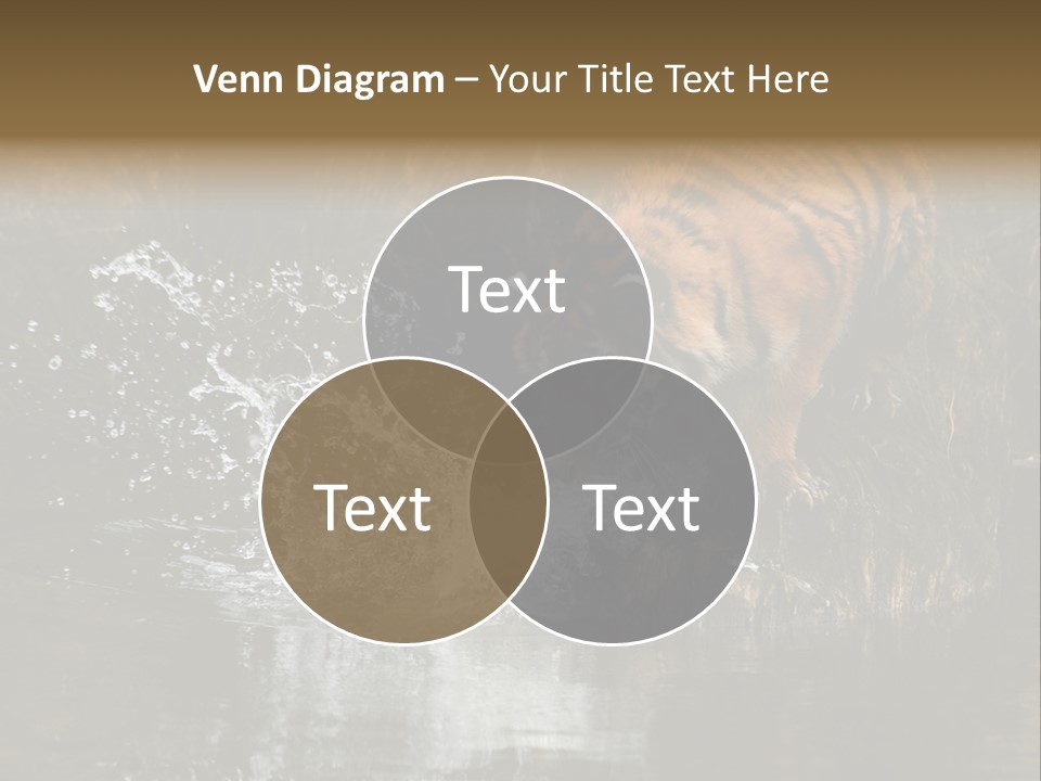 Tiger Wallpaper Hd PowerPoint Template