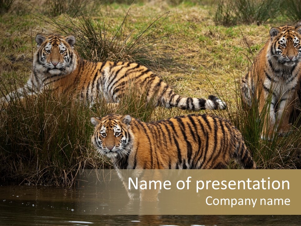 Three Tigers PowerPoint Template