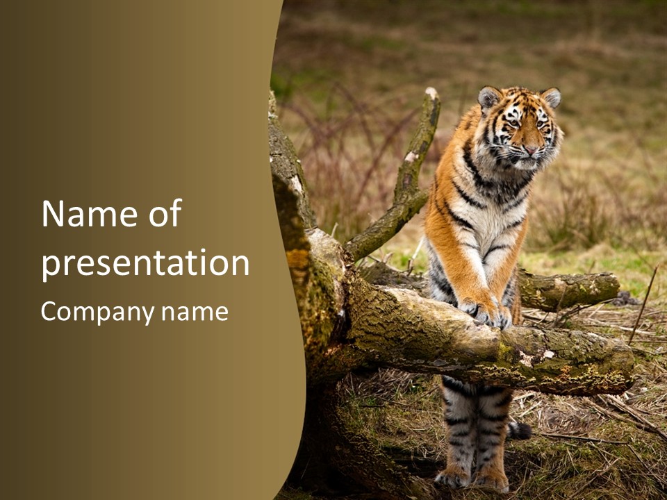 Siberian Tiger PowerPoint Template