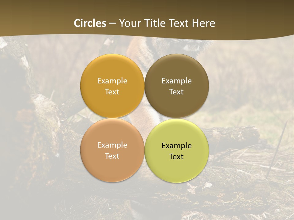 Siberian Tiger PowerPoint Template