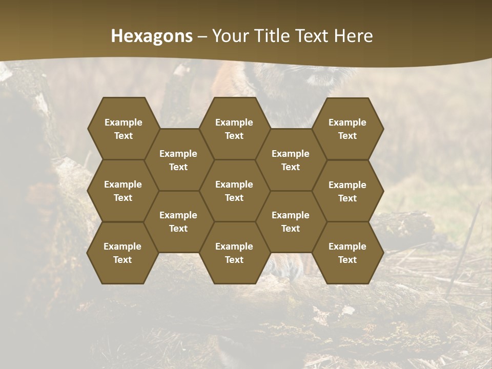 Siberian Tiger PowerPoint Template