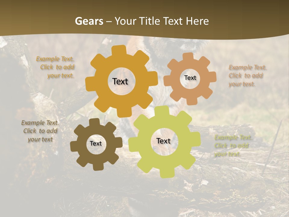 Siberian Tiger PowerPoint Template