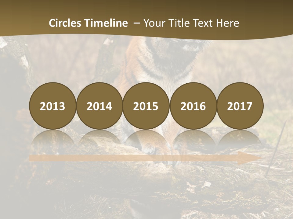 Siberian Tiger PowerPoint Template