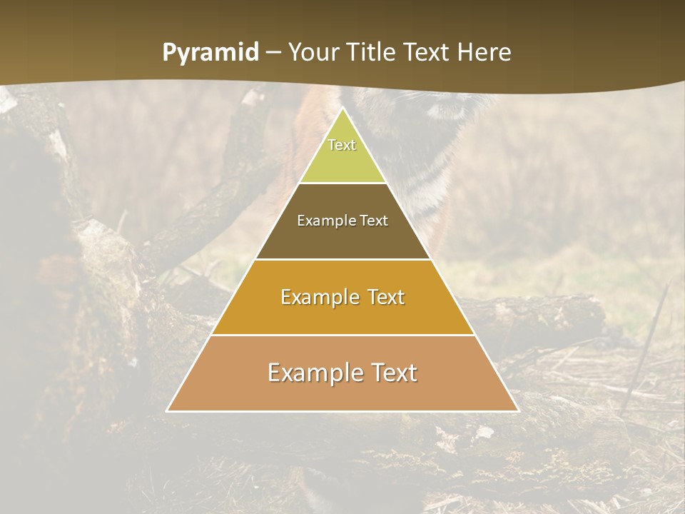 Siberian Tiger PowerPoint Template