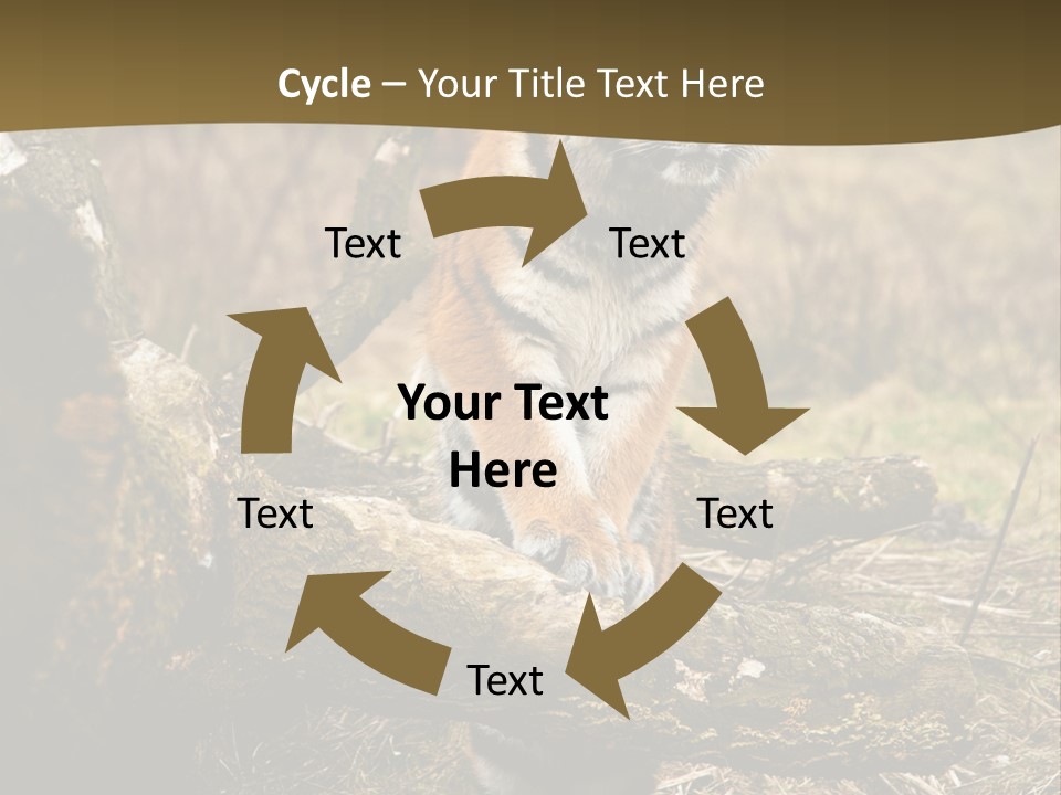 Siberian Tiger PowerPoint Template