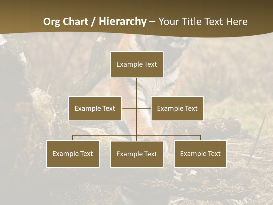 Siberian Tiger PowerPoint Template