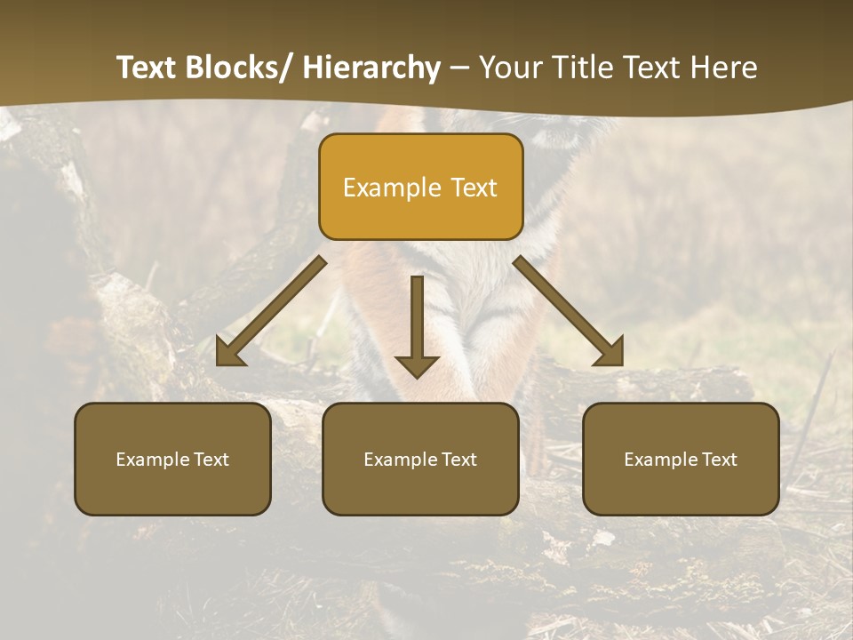 Siberian Tiger PowerPoint Template