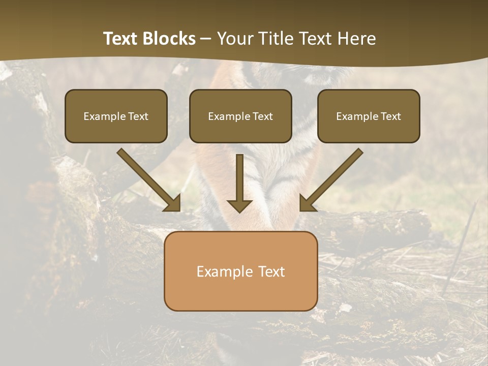 Siberian Tiger PowerPoint Template