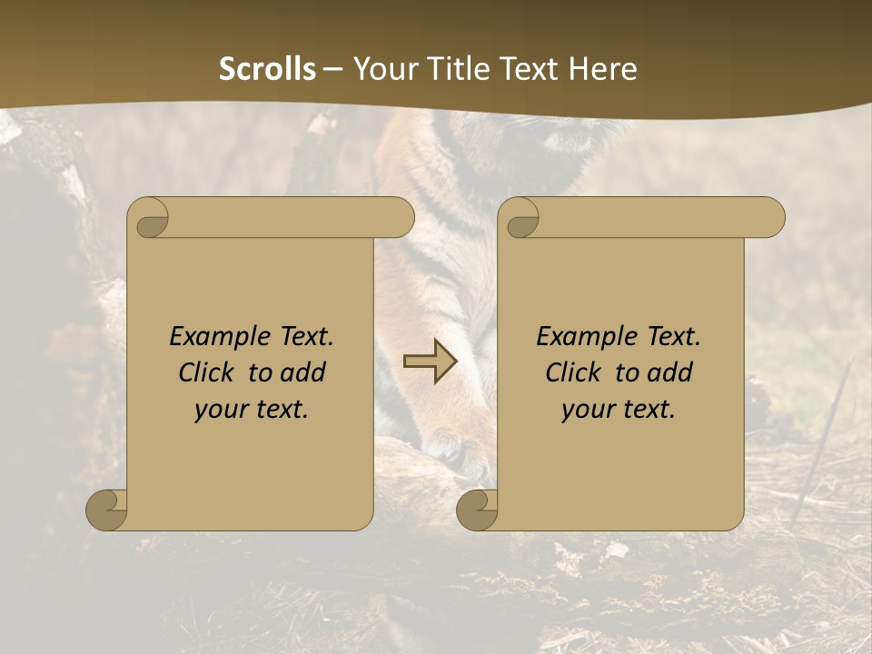 Siberian Tiger PowerPoint Template