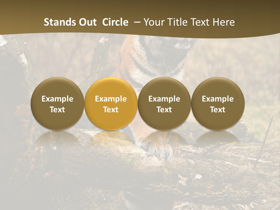 Siberian Tiger PowerPoint Template