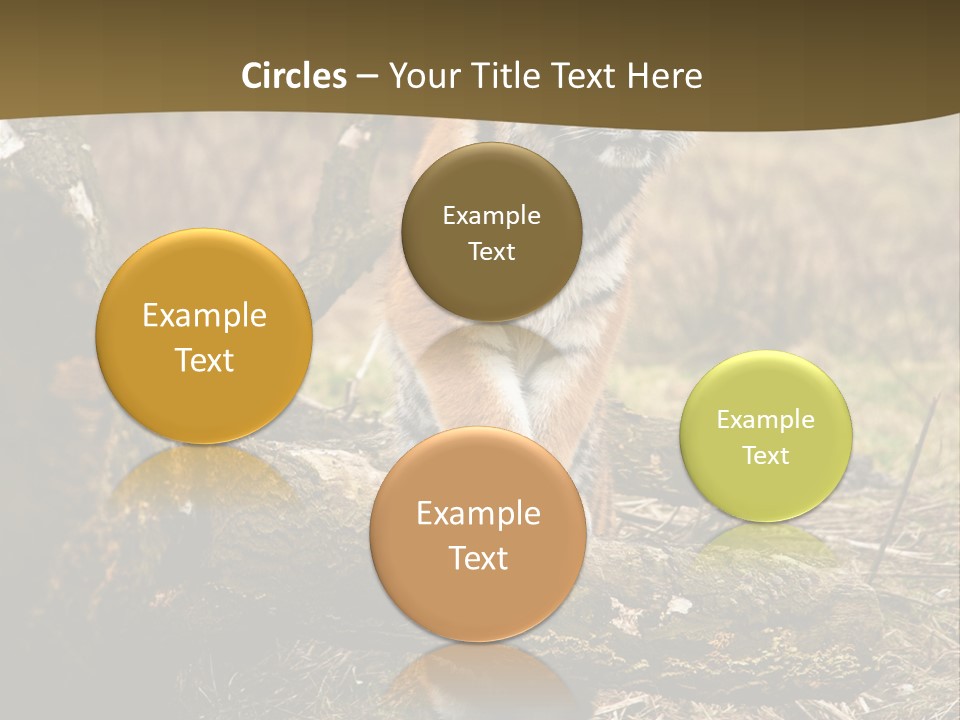 Siberian Tiger PowerPoint Template