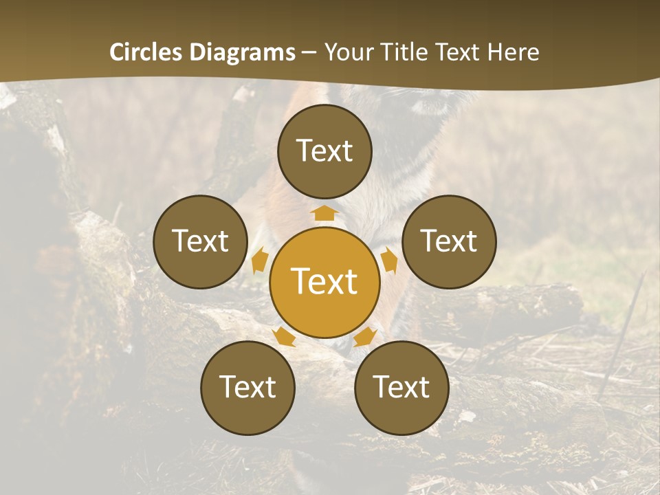 Siberian Tiger PowerPoint Template