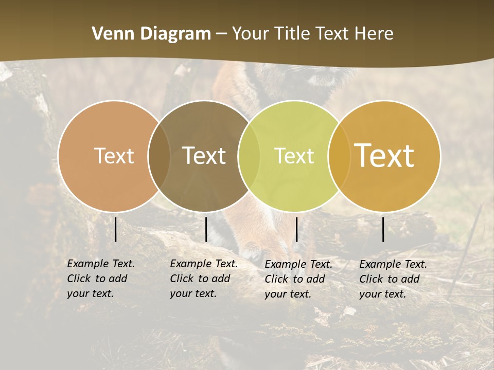 Siberian Tiger PowerPoint Template