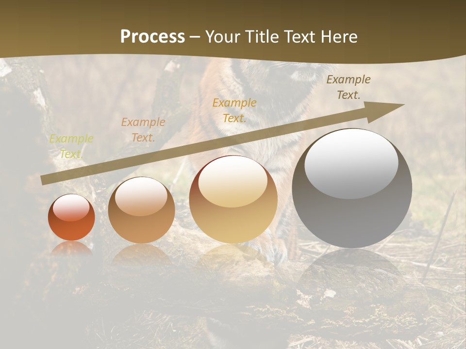 Siberian Tiger PowerPoint Template