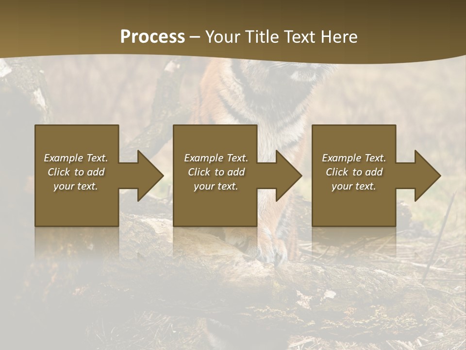 Siberian Tiger PowerPoint Template