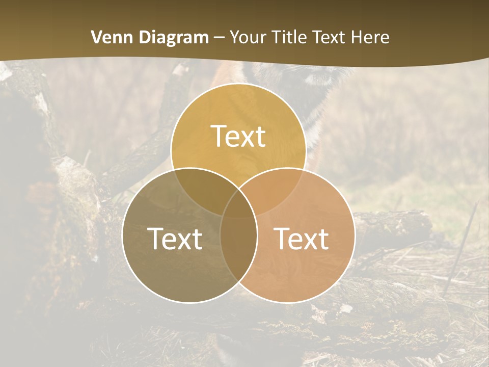 Siberian Tiger PowerPoint Template