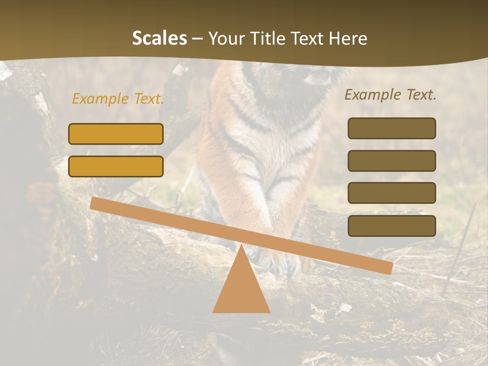 Siberian Tiger PowerPoint Template