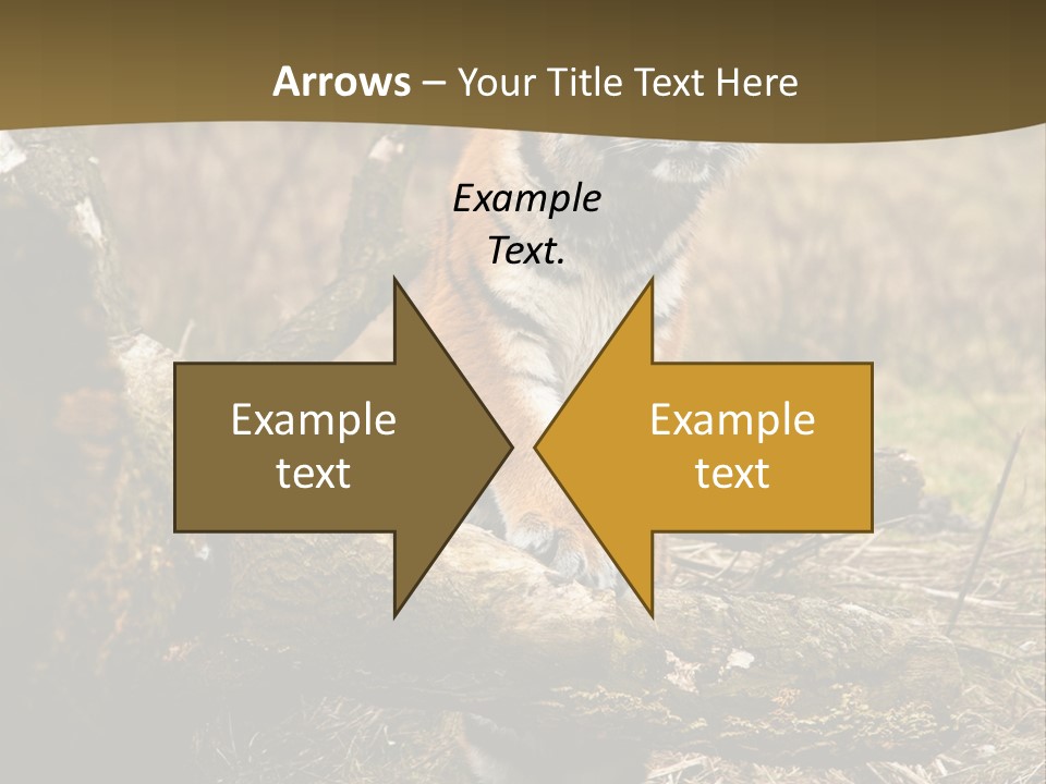Siberian Tiger PowerPoint Template