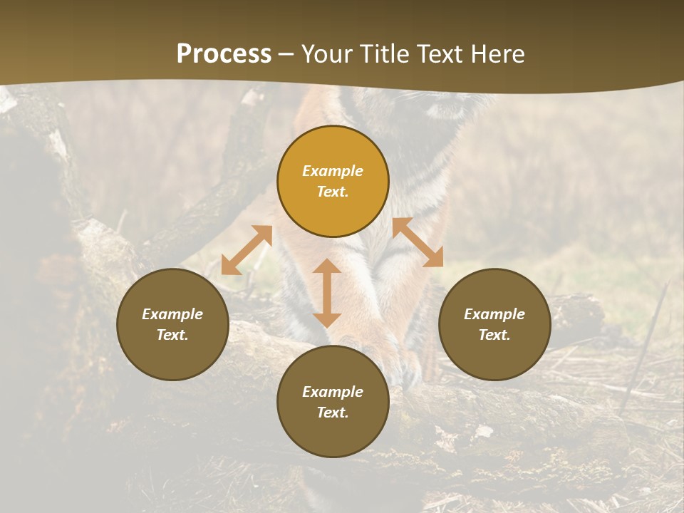 Siberian Tiger PowerPoint Template