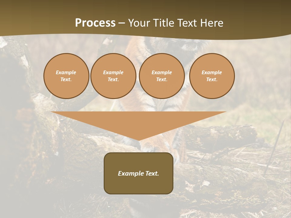 Siberian Tiger PowerPoint Template
