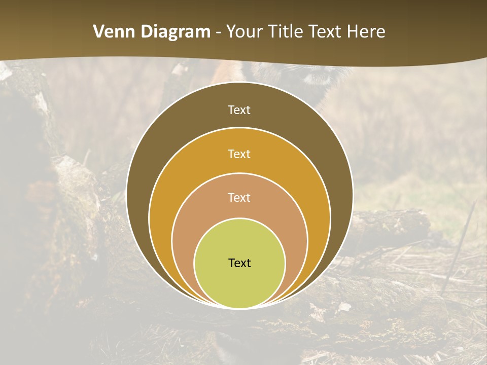 Siberian Tiger PowerPoint Template