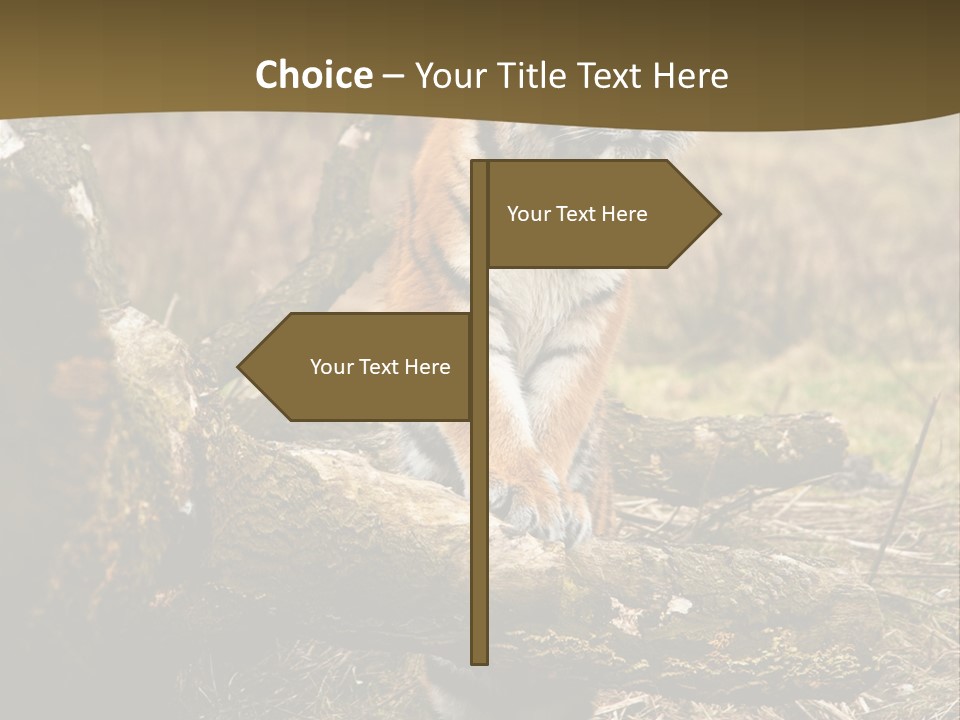 Siberian Tiger PowerPoint Template